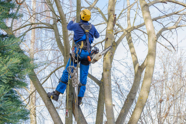 How Our Tree Care Process Works  in  Harrisburg, NC