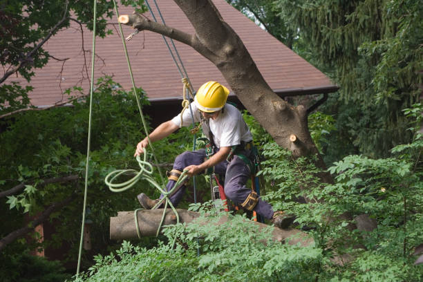 Trusted Harrisburg, NC Tree Care Experts
